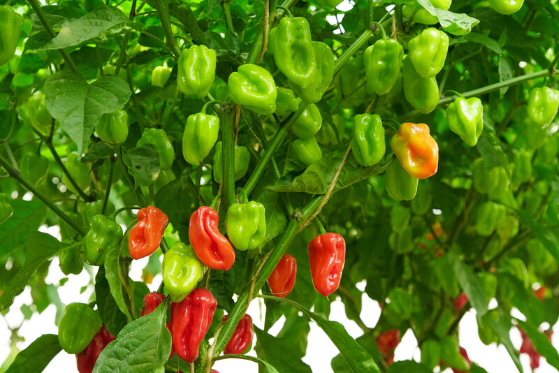 African Hot Pepper