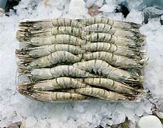 FROZEN FISH & PRAWNS