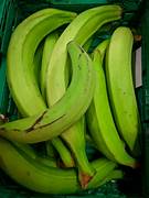 Plantain Green