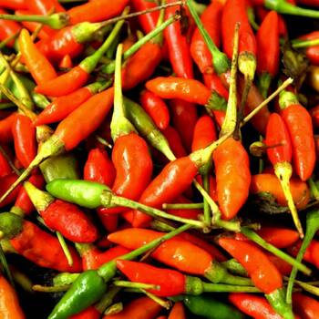 Bird Eye Chilly