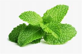 Mint Leaves