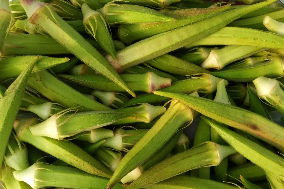 Okra